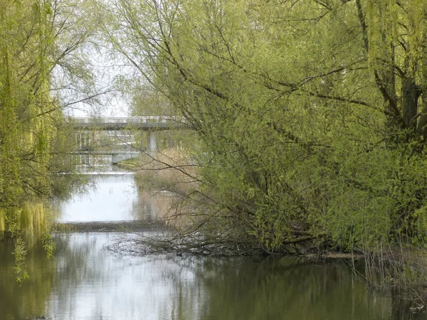 Eine Friedliche Landschaft Der Weiden Teich Park — Stockfoto