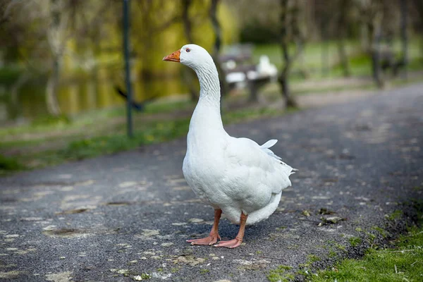 Ein Flacher Fokus Einer Weißen Gans Die Auf Der Parkstraße — Stockfoto