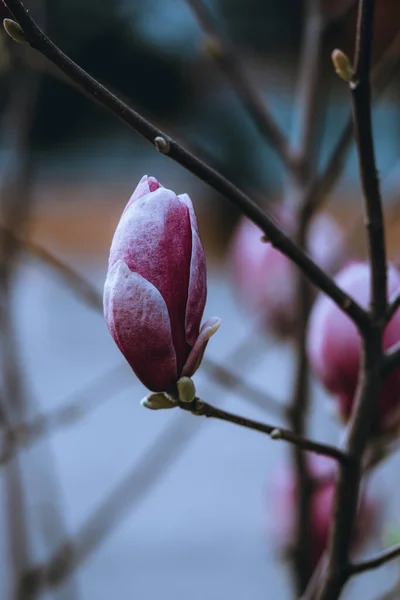 Eine Vertikale Aufnahme Blühender Magnolienblüten Frühling — Stockfoto