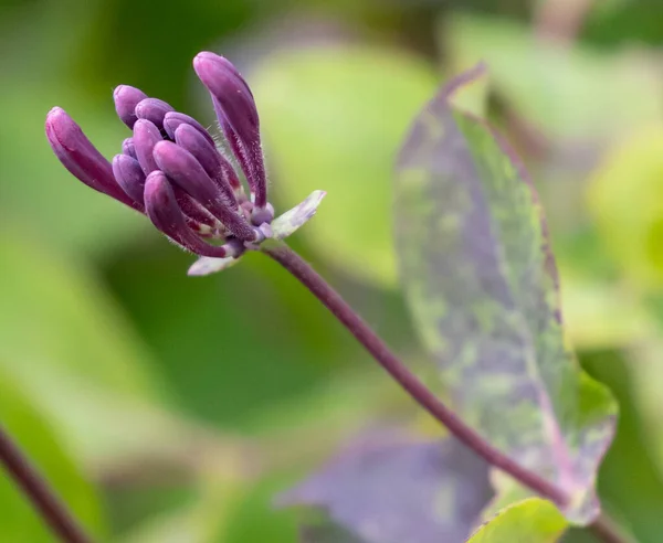 Une Prise Vue Sélective Luzerne Violette — Photo