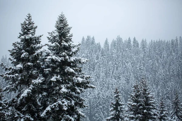 Ett Vackert Vinterlandskap Med Snötäckta Träd Skogen — Stockfoto