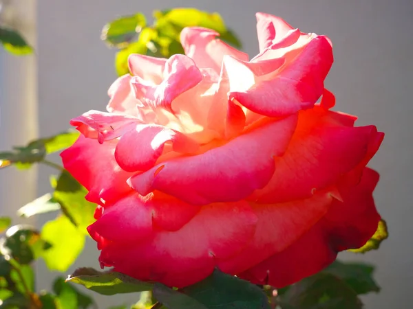Ένα Κοντινό Πλάνο Ενός Ροζ Τριαντάφυλλου Κάτω Από Λιακάδα Ένα — Φωτογραφία Αρχείου