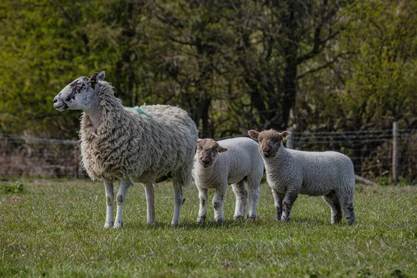 母羊在田野里带着孩子的母羊 — 图库照片