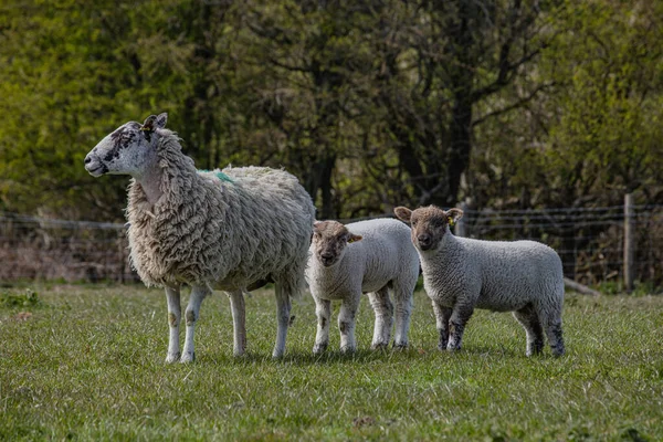 Una Oveja Madre Campo Con Sus Bebés —  Fotos de Stock