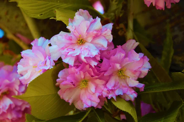 Closeup Blooming Prunus Kanzan Garden Sunlight — Fotografia de Stock