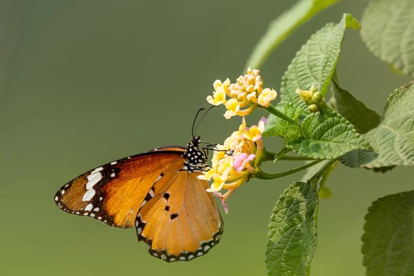 Gros Plan Petit Papillon Assis Sur Une Fleur Sauvage — Photo