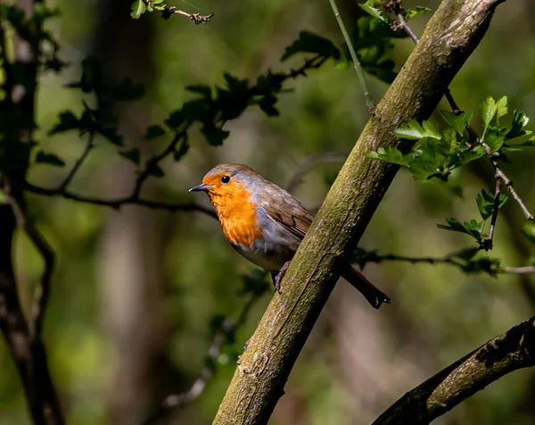 Pettirosso Appollaiato Ramo Albero — Foto Stock