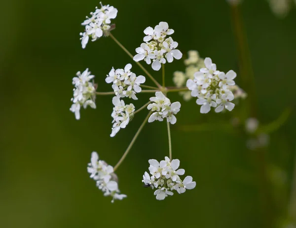 背景がぼやけた美しいヤジュウカラの花のクローズアップ — ストック写真