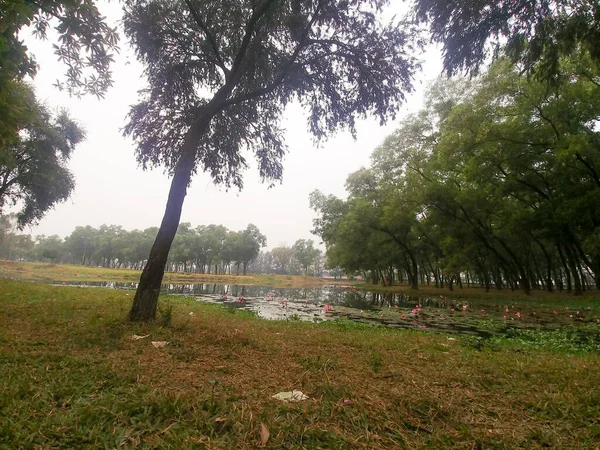 Cenário Tranquilo Lago Uma Floresta Dia Sombrio — Fotografia de Stock