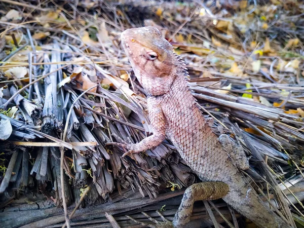 stock image A closeup shot of a dangerous water dragon on the dry grass in the forest