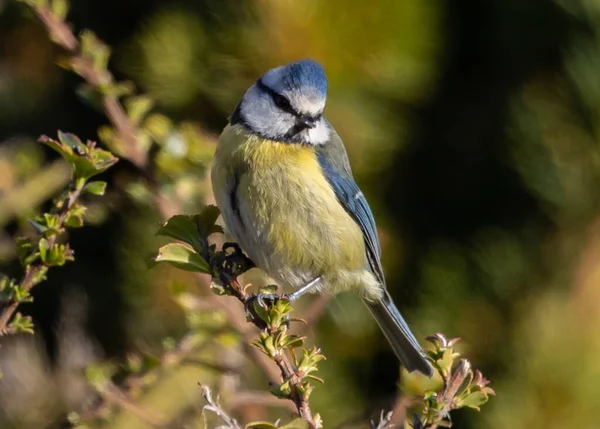 Closeup Shot Eurasian Blue Tit Perched Tree Branch — 스톡 사진