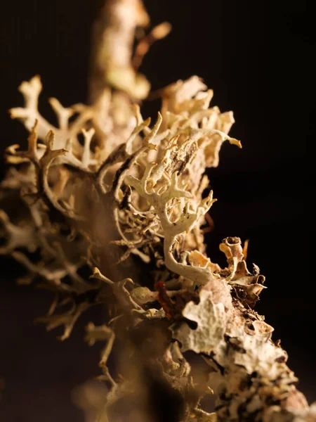 Ένα Μακροσκοπικό Πλάνο Ενός Φυτού Cetraria Chlorophyll Που Απομονώνεται Στο — Φωτογραφία Αρχείου