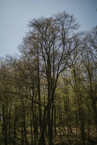 Tiro Vertical Árvores Floresta Com Ramos Alastrando Fundo Azul Céu — Fotografia de Stock
