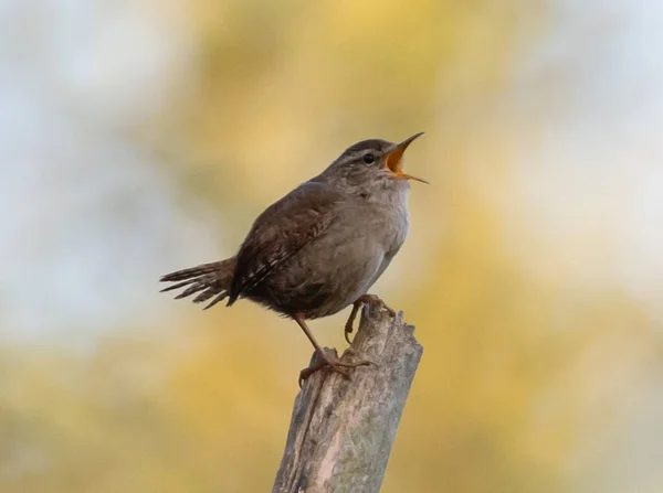 Nahaufnahme Eines Fliegenschnappvogels Der Alten Welt Der Auf Einem Zweig — Stockfoto