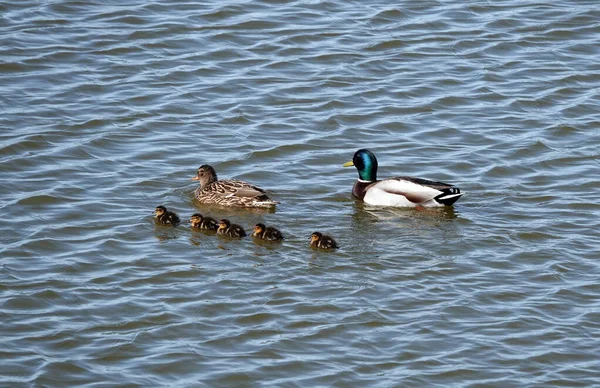 Uma Família Mallard Bonito Com Mãe Pai Nadando Lado Patinhos — Fotografia de Stock