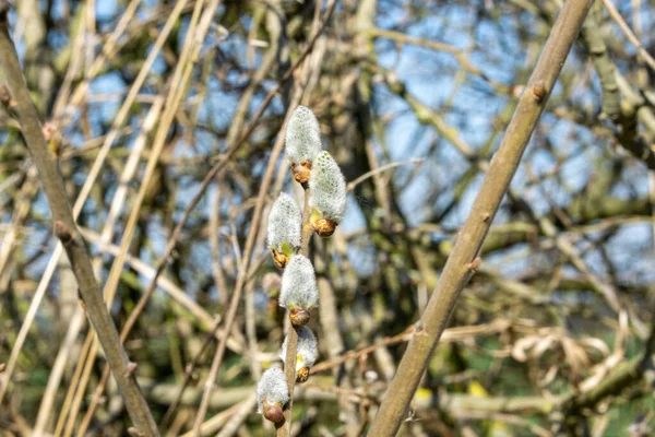 树上挂着一束特写的柳树花 — 图库照片