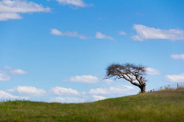 Eine Schöne Landschaft Eines Kahlen Baumes Auf Dem Rasen Mit — Stockfoto