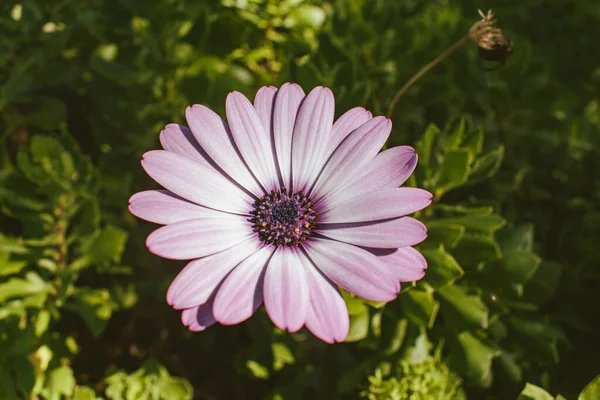 Gros Plan Une Gerbera Pourpre Sur Fond Flou — Photo