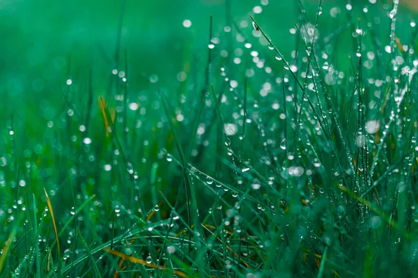 Eine Nahaufnahme Von Winzigen Tautropfen Auf Gras — Stockfoto