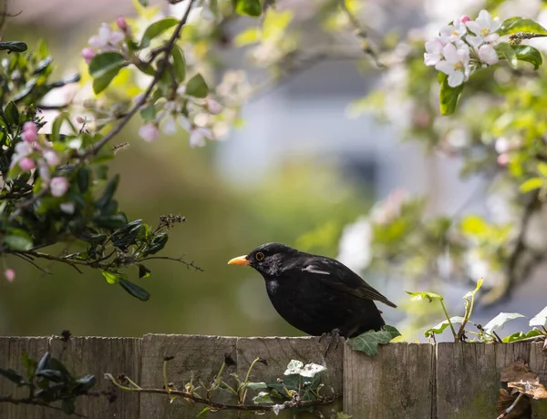 Attrape Mouches Vieux Monde Perché Sur Une Clôture Bois Près — Photo