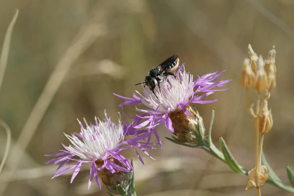 Крупный План Самки Средиземноморской Лесной Пчелы Собирающей Пыльцу Фиолетовый Цветок — стоковое фото