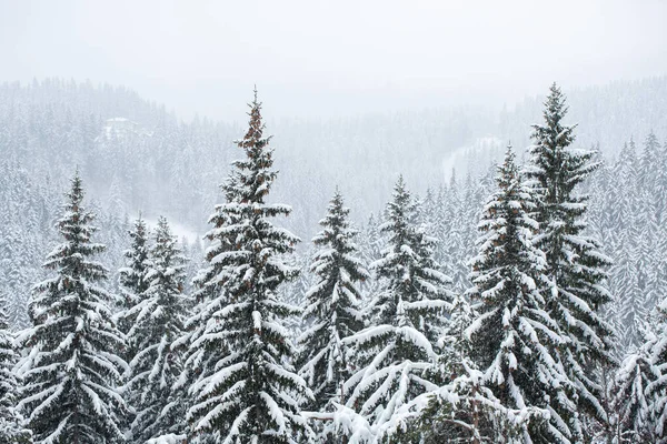 Hermoso Paisaje Invernal Con Árboles Cubiertos Nieve Bosque — Foto de Stock