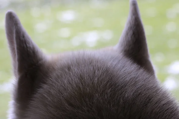 Primo Piano Una Parte Della Testa Del Dorso Gatto Grigio — Foto Stock