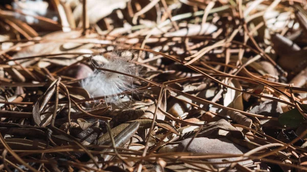 Closeup Shot Dried Branches Thorns Bright Sunshine — Stock Photo, Image