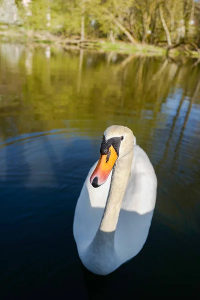 Primer Plano Vertical Hermoso Cisne Estanque — Foto de Stock