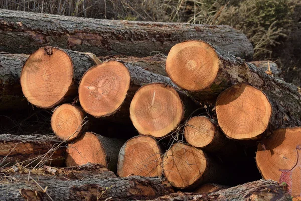 Eine Selektive Fokusaufnahme Gestapelter Holzstämme — Stockfoto