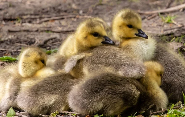 Şirin Ördek Yavrularının Yakın Çekimi — Stok fotoğraf