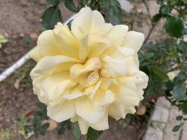 Close Rosa Branca Bengala — Fotografia de Stock
