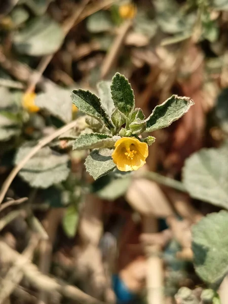 テベティアの花を咲かせる垂直ショット — ストック写真