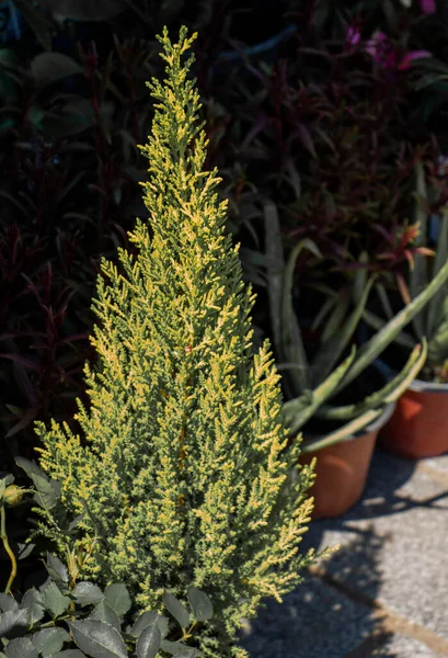 Eine Vertikale Aufnahme Einer Monterey Kiefer Hintergrund Des Pflanzengeschäfts — Stockfoto