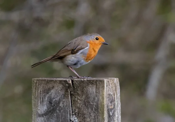 Primer Plano Pájaro Cazador Moscas Del Viejo Mundo Posado Tronco — Foto de Stock