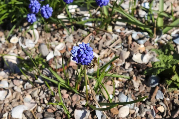 Closeup Blossomed Beautiful Blue Grape Hyacinth Flower Garden — Stock Photo, Image