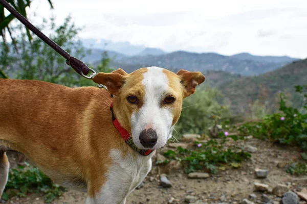 Närbild Jack Russel Terrier Hund Koppel — Stockfoto