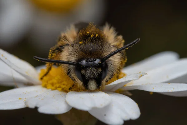 Makroaufnahme Einer Biene Auf Nektarsuche Auf Einer Gänseblümchenblümchen Blume — Stockfoto