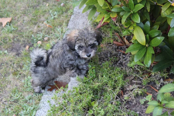 Szürke Glen Imaal Terrier Kutya Parkban — Stock Fotó