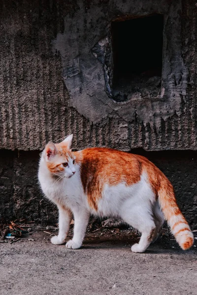 Вертикальный Снимок Очаровательной Белооранжево Оранжевой Кошки Фоне Бетонной Стены — стоковое фото