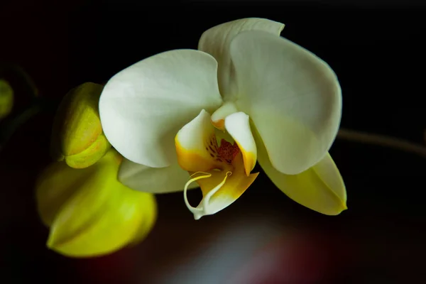 Een Prachtige Orchidee Bloemen Een Donkere Achtergrond — Stockfoto