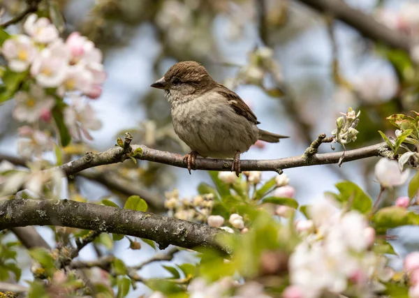 Eine Nahaufnahme Eines Niedlichen Haussperlings Der Auf Einem Zweig Mit — Stockfoto