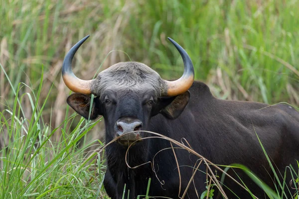 Tiro Perto Pastar Anoa Lowland Campo — Fotografia de Stock