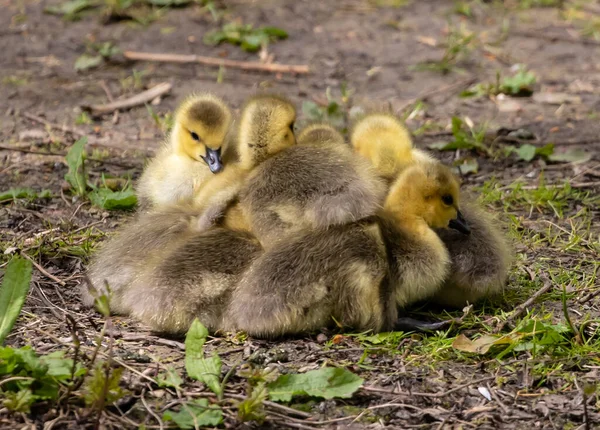 Grupo Patitos Jardín — Foto de Stock