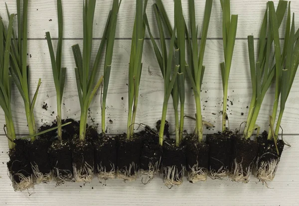 Group Plants Planted Leeks Onions Orchard — Stock Photo, Image