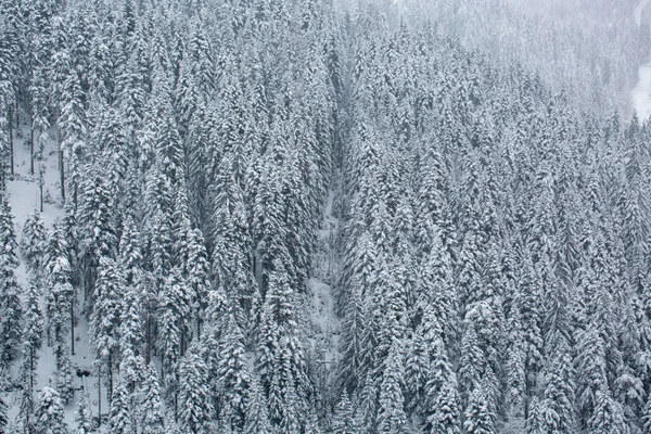Luftaufnahme Eines Waldes Mit Bäumen Und Schneebedecktem Boden Einem Düsteren — Stockfoto