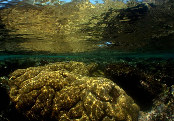 Die Details Der Unterwasserwelt — Stockfoto