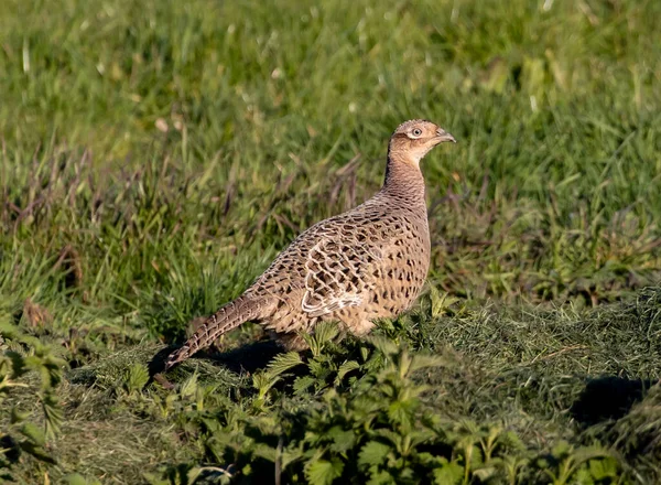 Een Gewone Fazant Groen Gras — Stockfoto