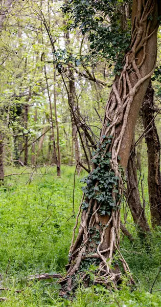 Tiro Vertical Uma Bela Árvore Velha Uma Floresta — Fotografia de Stock