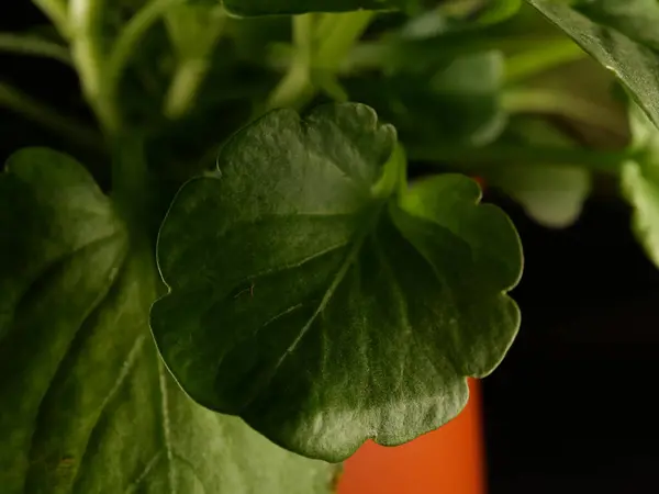 Крупним Планом Студійний Знімок Зеленої Рослини Чорному Тлі — стокове фото